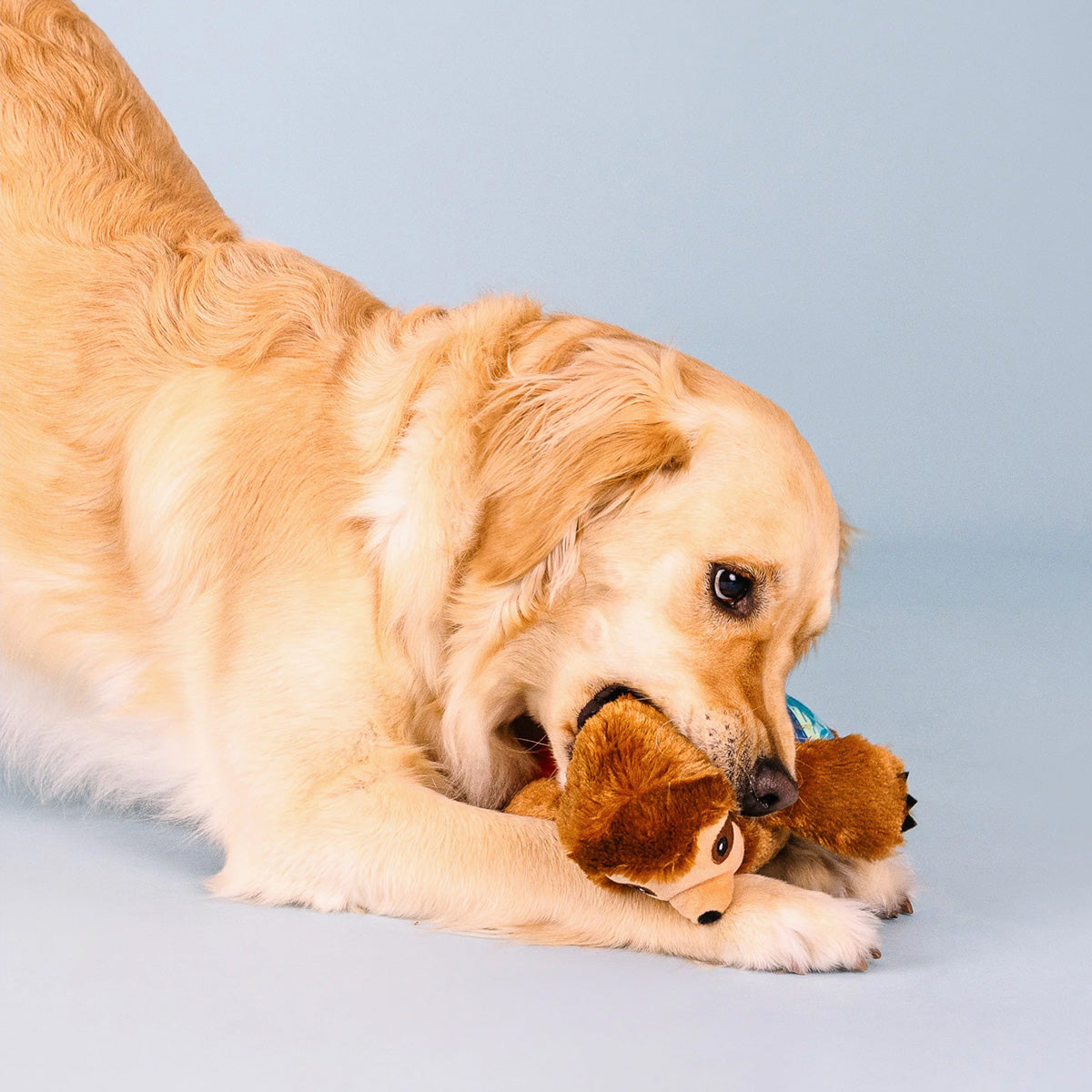 Makin' Waves Surfing Sloth Dog Toy