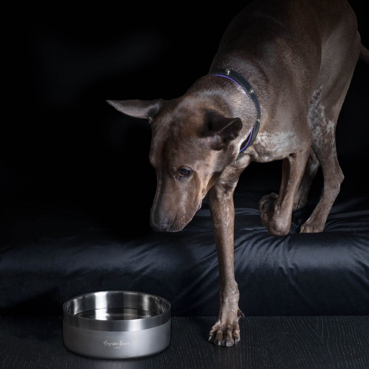 Buster Pet Bowl